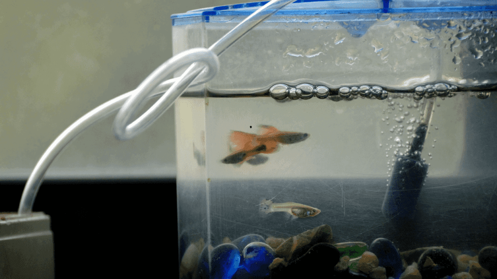 How to Remove Hard Water Stains from an Acrylic Fish Tank